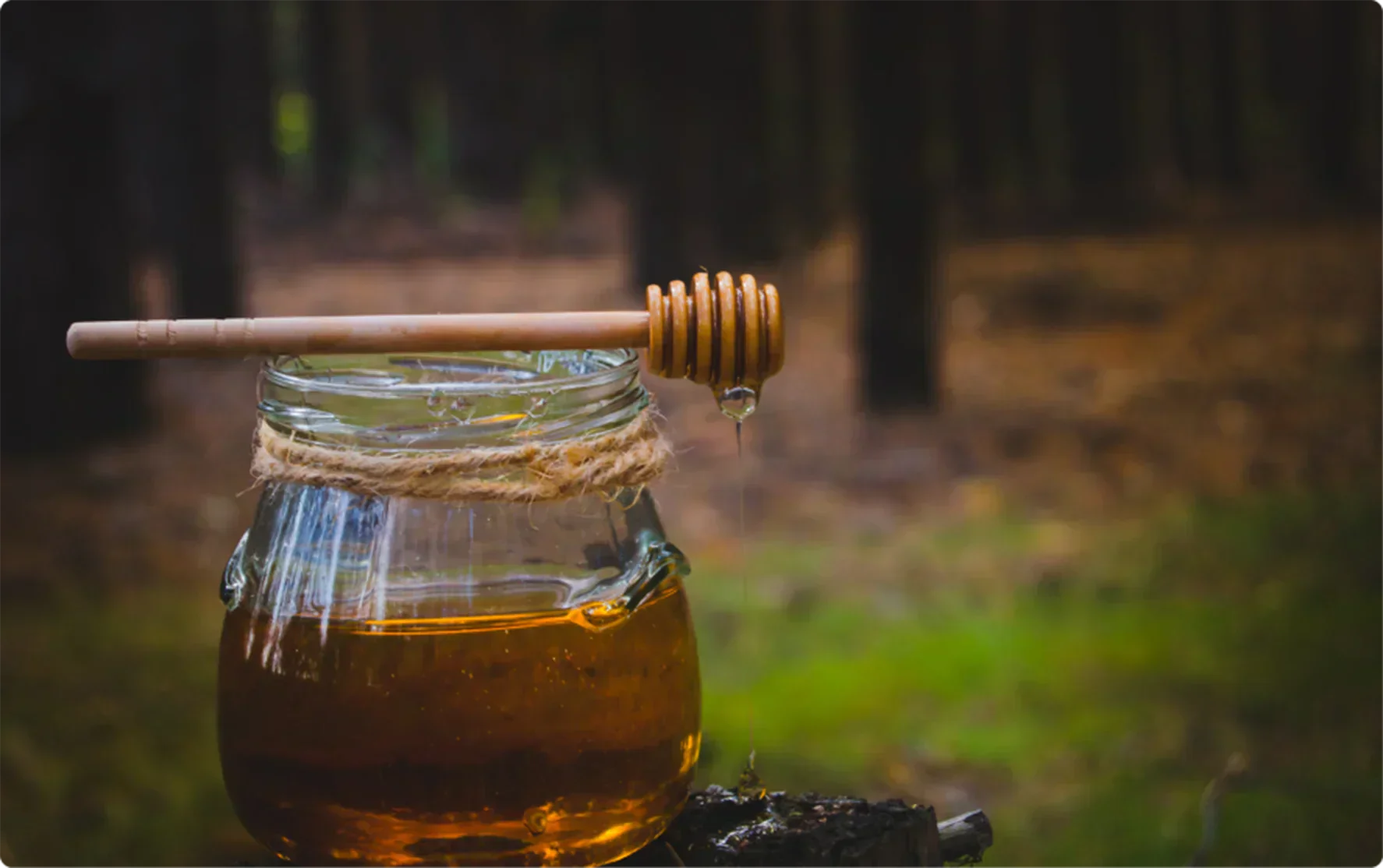 Natural Sweeteners 101: Benefits of Switching to Wild Forest Honey