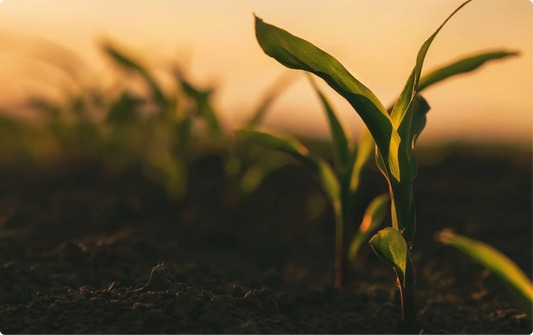 Why Organic Products are Better for the Environment